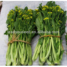 CS08 Zhencheng late maturity choy sum seeds in agriculture